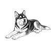 Siberian Husky with ball