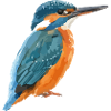 King Fisher Blue-Orange Vector