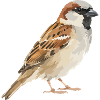 Spatz Farbblock-Illustration