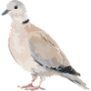 Pigeon portrait in earth tones