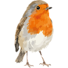 Rotkehlchen Portrait im Aquarellstil