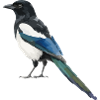Cobalt Blue Tail Magpie