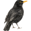 oiseau merle noir