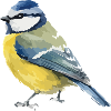Blaumeise Farbblock-Design