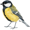 Vogel Pop-Art: Gelber Bachvogel