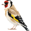 Goldfinch Geometric Bird Art
