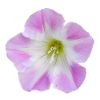 Pink_Field_Bindweed_Morning_Glory_Flower
