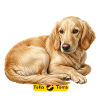 Golden Retriever Lay-Back Illustration