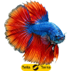 Betta bleu et queue flamboyante