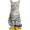 Terra Cat Silver Tabby