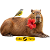 Capybara Tropical Hibiscus