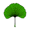 Ginkgo Fan Leaf Green