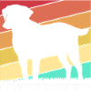 Chesapeake Bay Retriever
