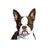 Ich werde dich ablecken, Boston Terrier