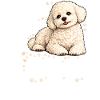Bichon Frise Dog Breed