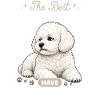 Bichon Frise Dog Breed