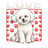 Bichon Frise Dog Breed
