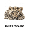 Save the endangered Amur leopards
