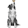 Australian Shepherd Gift Dog Owner Women