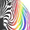 Rainbow Zebra