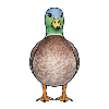 Bunte Stockenten-Illustration