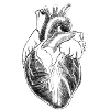 Anatomical heart