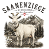 Saanenziege Saanenland