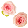 Isolated_Soft_Pink_Rose_Buds_Macro_Photography