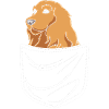 Cocker Spaniel