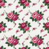 Pink roses on white background