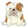 Bouledogue anglais mignon