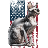 Sphynx Cat US Sphynxkatze