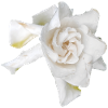 Dewy_White_Gardenia_Macro_Flower_Wall_Art