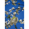 Spring Blossom on Blue Sky