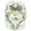 Sumpf Alligator