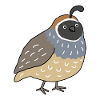 Cute California Quail Bird