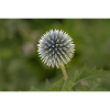 Globe Thistle Blossom – Botanical Close-Up