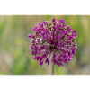 Ornamental garlic blossom - close-up