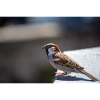Bird sparrow on observation
