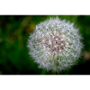 Pusteblume - Nahaufnahme