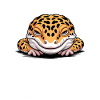 Leopardgecko Sprüche Lustige Leopardgecko Geschenk
