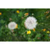 Pissenlit dans le champ de printemps