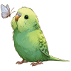 Perruche perruche avec papillon