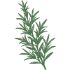 Rosemary
