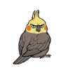Calopsitte Calopsitte Calopsitte Oiseau calopsitte
