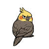 Calopsitte Calopsitte Calopsitte Oiseau calopsitte