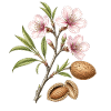 Blooming of Pink Botanical Almond