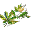 feuilles