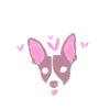 Rat Terrier