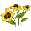 Fleur